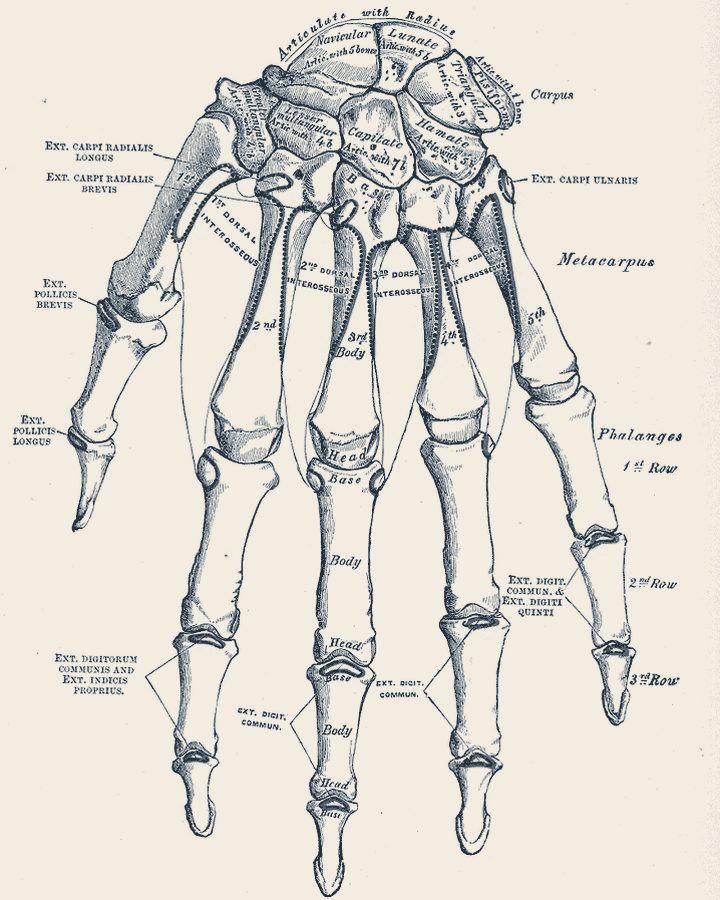 Engraving of the bones of the hand