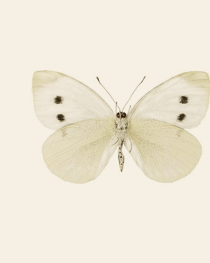 A small white butterfly with outstretched wings