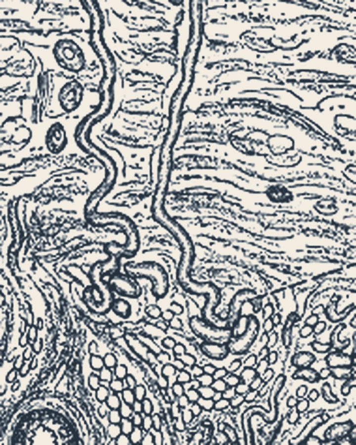 Engraving of a magnified section through the skin