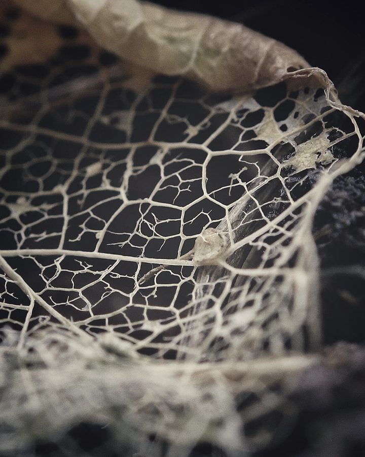 A leaf skeleton whose fine veins form a lace-like network